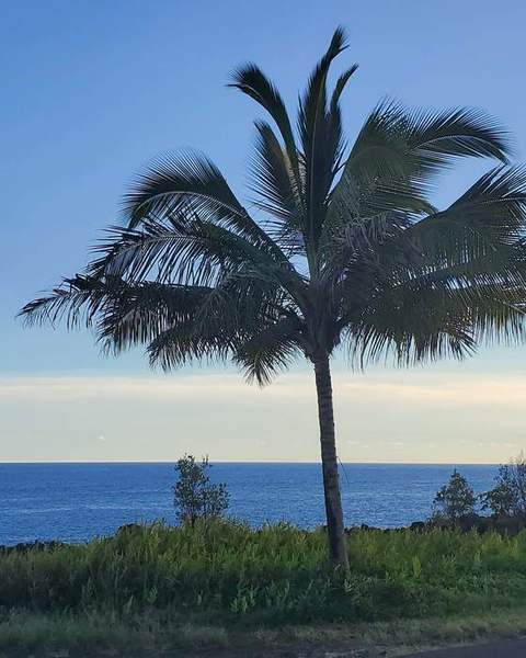 A lone palm against a soft sky above the ocean