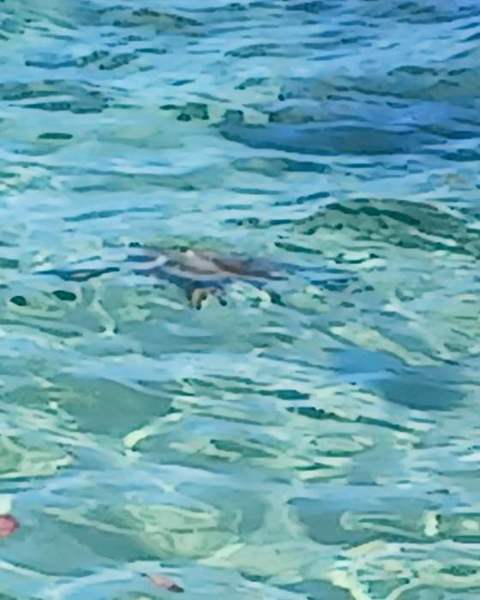 A sea turtle gliding through clear turquoise shallows